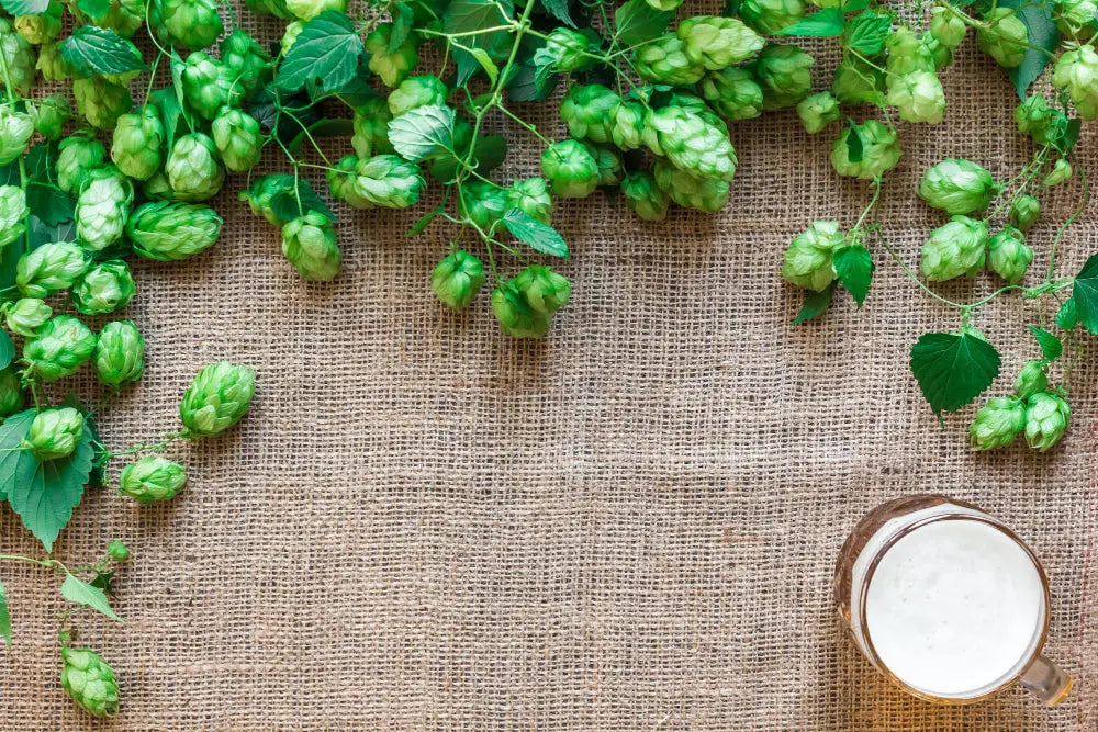 Il luppolo...e la birra